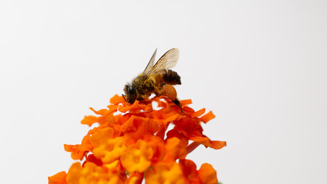 Macro photograph of honeybee covered in pollen pollinating orange Lantana flower isolated on white background