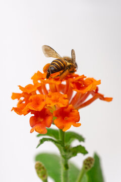 Macro photograph of honeybee covered in pollen pollinating orange Lantana flower isolated on white background