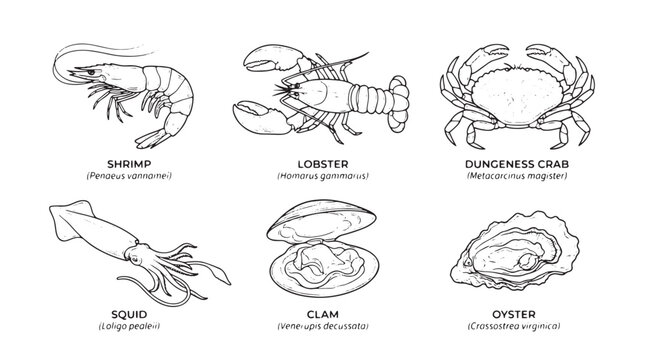 Vintage seafood line art collection, 6 hand drawn shellfish icons, black and white marine animal sketches for restaurant menus