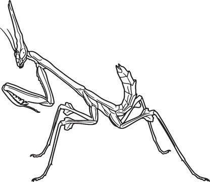 Alien Conehead Mantis Side Profile Line Art Illustration