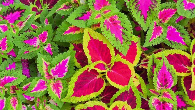 Vibrant pink, lime green, and burgundy variegated Coleus leaves creating a dense ornamental foliage pattern in a sunlit park garden.