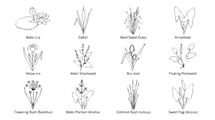 Fototapeta premium Vintage botanical line art of 12 aquatic plants, hand drawn pond flora sketches, black and white wildflower vector set