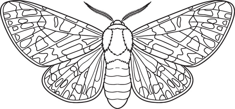 Geometric Patterned Tiger Moth Top View Line Art Illustration