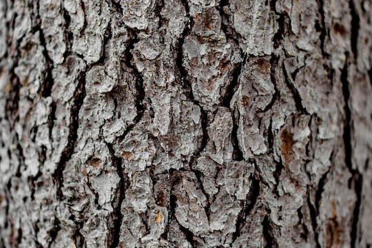 Detailed Texture of Rough Pine Tree Bark