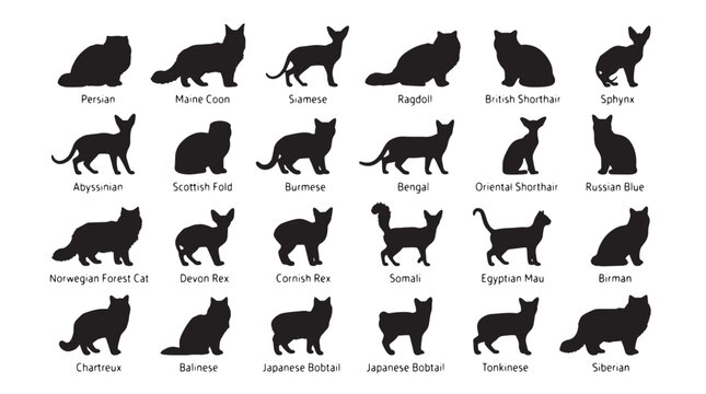 Cat breed silhouettes set, 24 black feline icons with labels, purebred cat breed collection, pet shop and veterinary vector graphics