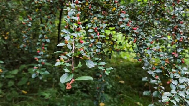 Dense Cotoneaster shrub with small glossy green leaves and ripening orange-red berries growing in a sunlit mountain landscape environment.