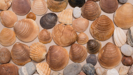 Arranged Flat Lay of Cockle and Clam Shells with Smooth Pebbles on a Neutral Sand Coloured Surface — Concept: Styled Coastal Still Life, Natural Product Backdrop and Beachcombing Collection © Svetlana