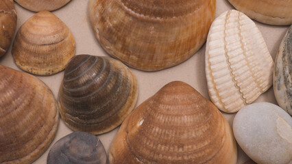 Arranged Flat Lay of Cockle and Clam Shells with Smooth Pebbles on a Neutral Sand Coloured Surface — Concept: Styled Coastal Still Life, Natural Product Backdrop and Beachcombing Collection © Svetlana