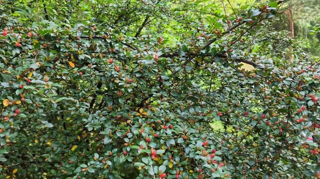 Dense Cotoneaster shrub with small glossy green leaves and ripening orange-red berries growing in a sunlit mountain landscape environment.