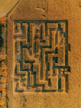 Aerial top view of corn maze in golden autumn field. Intricate agricultural labyrinth for harvest festival entertainment and outdoor adventure challenge concept.