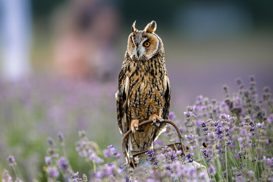 Long-eared owl (Asio otus) perched on an old metal can in a blooming lavender field. Beautiful bird of prey with bright orange eyes sitting among purple flowers in natural habitat.