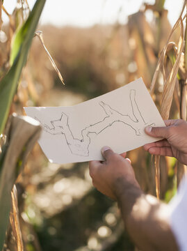Person holding hand drawn map in corn maze field. Lost tourist navigating labyrinth trying to find way out. Autumn adventure and navigation concept for seasonal entertainment