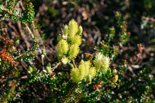 Yellow Catkins of Creeping Willow on the Norwegian Coast