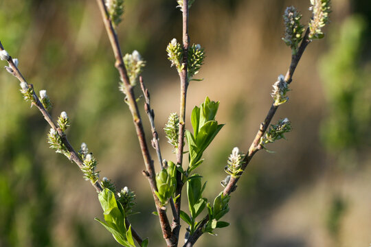 Willow Catkins and Fresh Spring Leaves in Norway