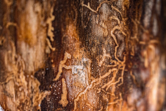 Bark Beetle Tracks and Tunnels in Dead Wood
