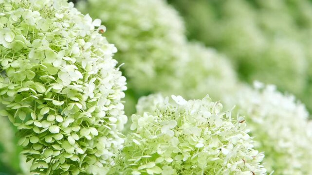 lush bushes of light green hydrangea arborescens or Annabelle Hydrangea plant