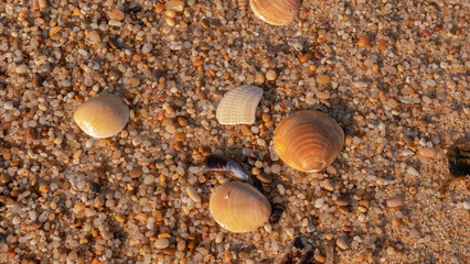Scattered Cockle Shells and a Blue Mussel Fragment on Coarse Amber Beach Gravel in Warm Light — Concept: Coastal Macro Texture, Beachcombing Detail and Natural Warm Background © Svetlana