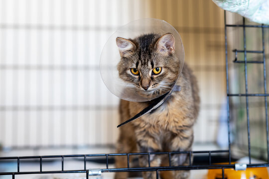 Tabby cat in protective cone inside metal cage alert expression indoors veterinary shelter scene with soft lighting focusing on face and cone overwire bars awaiting care adoption