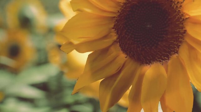 A close view of a sunflower showing its bright yellow petals and brown center. The flower stands among green foliage in a field on a sunny day during summer.