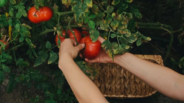top-down garden view showing hands detaching and cupping large ripe red tomato from vine above woven basket