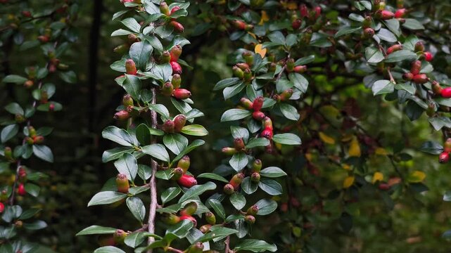 Dense Cotoneaster shrub with small glossy green leaves and ripening orange-red berries growing in a sunlit mountain landscape environment.