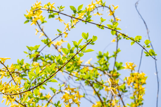 Forsythia koreana, gaenari (Hangul: 개나리) or Korean goldenbell tree, is a species in the olive family, Oleaceae.  Imjingak, Paju is a city in Gyeonggi Province, South Korea. Korean Demilitarized Zone.
