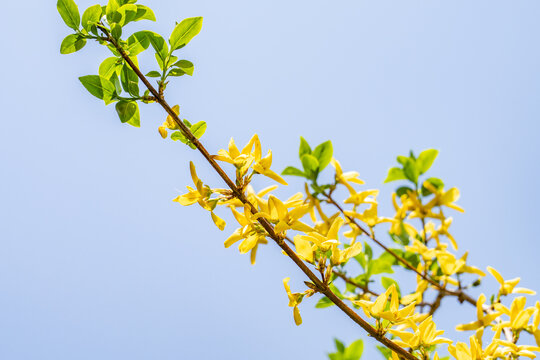 Forsythia koreana, gaenari (Hangul: 개나리) or Korean goldenbell tree, is a species in the olive family, Oleaceae.  Imjingak, Paju is a city in Gyeonggi Province, South Korea. Korean Demilitarized Zone.