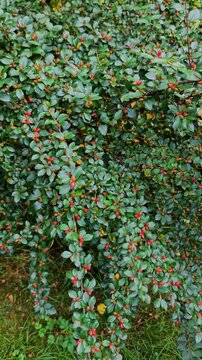 Dense Cotoneaster shrub with small glossy green leaves and ripening orange-red berries growing in a sunlit mountain landscape environment.