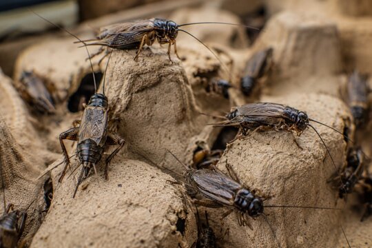Crickets on egg cartons in insect farm