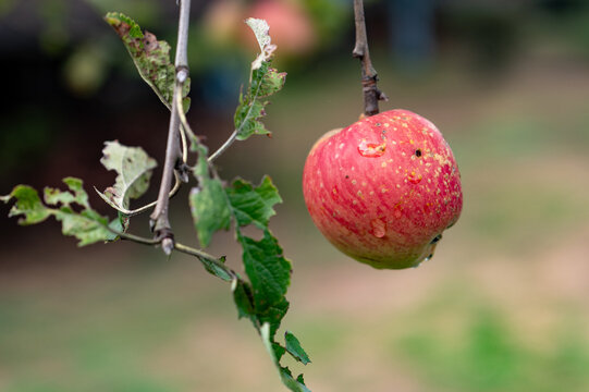 Red apple namend Groninger Kroon hanging from a branch in an orchard during daytime