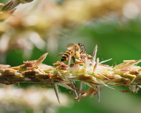 Macro close-up of a honey bee carrying pollen while foraging on a blooming corn tassel, showcasing pollination, biodiversity, and the ecological connection between insects and crops.