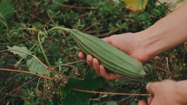 hands harvesting long ridged green Luffa acutangula in garden with soft natural light and shallow depth of hand.