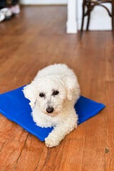 A small white Bichon Frise dog lies on a blue cooling mat inside a home on a wooden floor. The pet rests comfortably on the pad to cool down during hot weather. © dsbedarieva