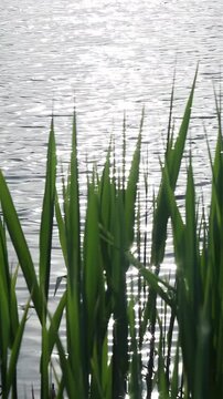 Tall green reeds dominate foreground as slight wind causes subtle swaying while water behind reflects bright sunlight and small ripples shift slowly creating calm minimal natural scene