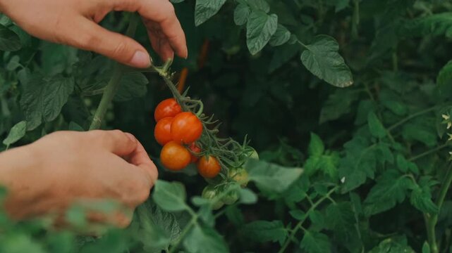 two adult hands gently detach ripe cherry tomatoes from vine in dense garden foliage, showing cluster with
