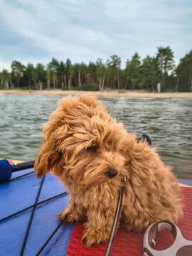Maltipoo puppy on the paddle board at Baltic Sea. Poland