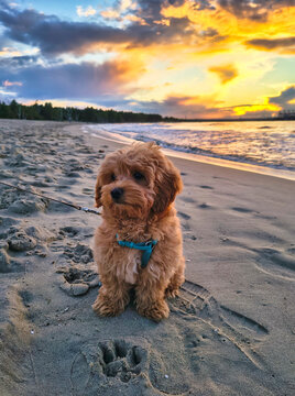 Maltipoo puppy at the beach with summer sunset. Poland