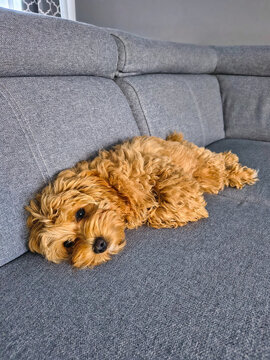 Maltipoo puppy lying on the couch at home.