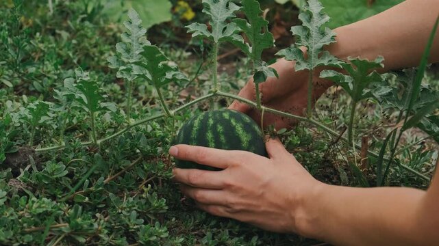 close-up hands lifting small striped watermelon from soil, vine and leaves attached, rind texture revealed