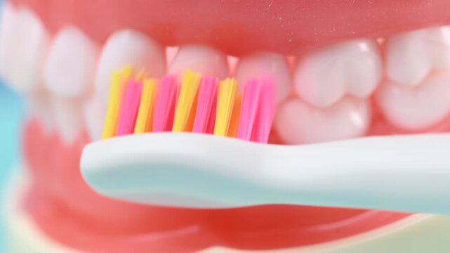 White beautiful straight tooth with correct bite on an artificial jaw