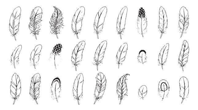 Hand drawn feather icons set, black ink bird feathers collection, 25 sketch style plumage vector elements for wedding stationery