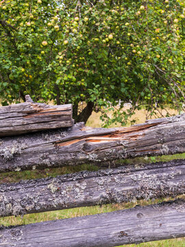 old wooden fence in front of apple tree