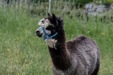 Naklejka premium alpaka tier natur lama