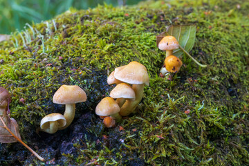 mushroom on the moss © Mariia RUMEX