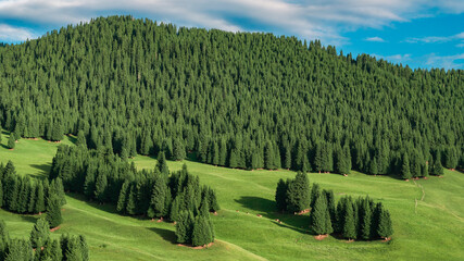 Scenic mountain landscape in Xinjiang, China, with green grasslands and coniferous forests under a blue sky © PENG