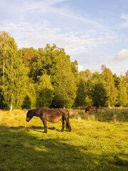 horses in the meadow © Mariia RUMEX