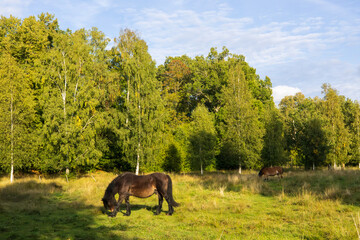 Naklejka premium horses in the meadow