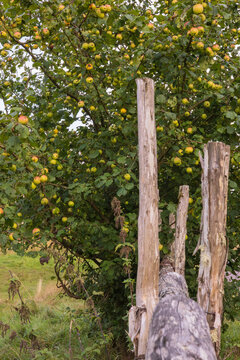 wooden fence in the apple woods