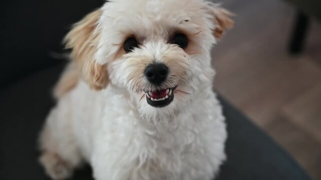 Cute playful fluffy white Maltipoo puppy looking directly at the camera indoors; a close-up shot of an adorable little dog with soft curly fur and floppy cream-colored ears.