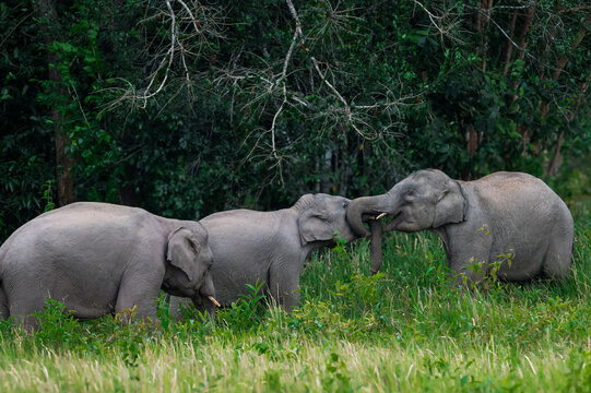 Its body is gray, its snout is called the trunk. The trunk of the Asian elephant has only one beak. Nakhon Ratchasima, Thailand.